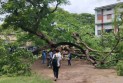 ভেঙে পড়ল রাবির সেই কৃষ্ণচূড়া, গাছটির সঙ্গে জড়িয়ে হাজারো স্মৃতি